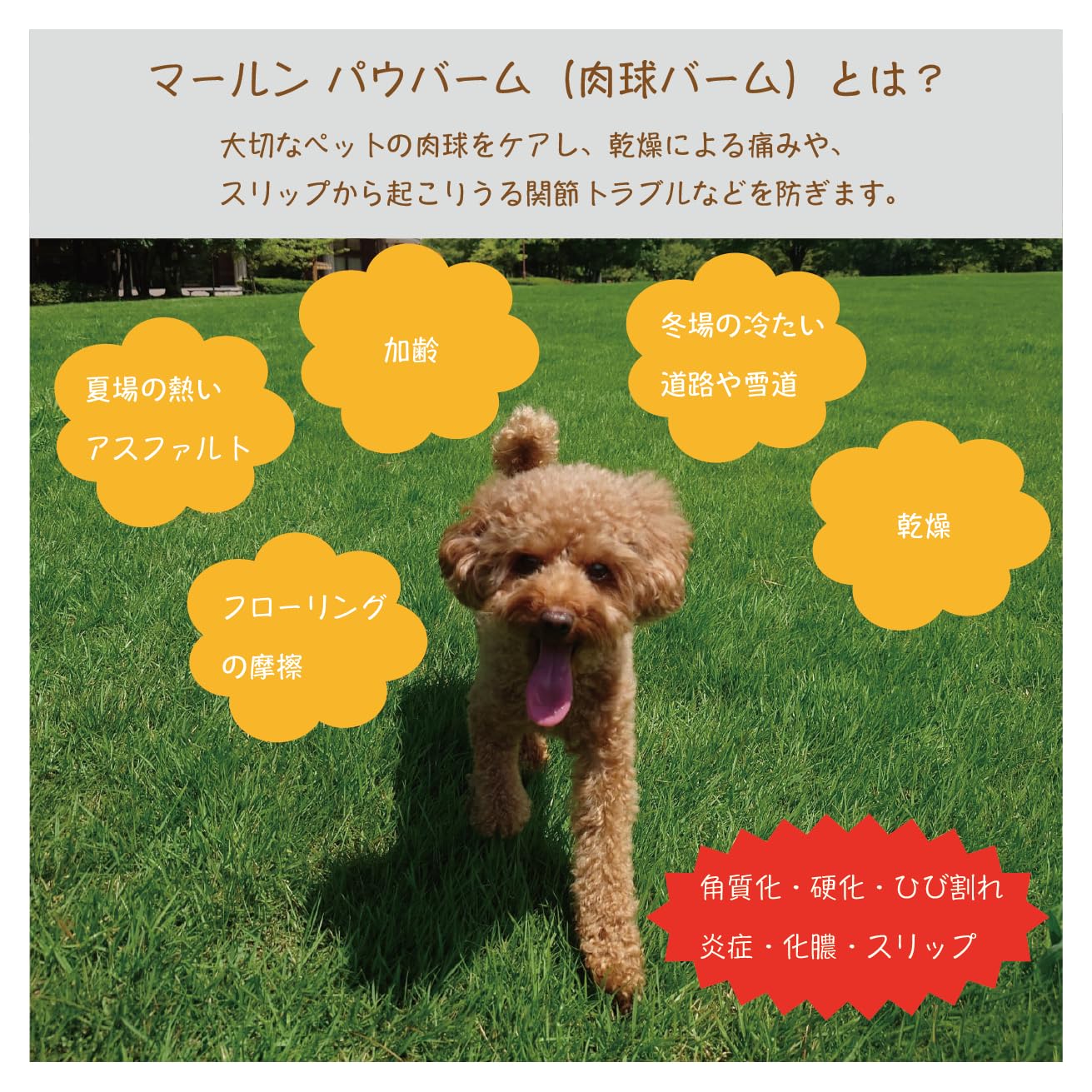 サ*チ様 サチ 日本ミツバチ蜜蝋 肉球クリーム ジャータイプとスティック Amazon.co.jp: 【獣医師監修】marn Paw Balm 肉球クリーム 舐めても